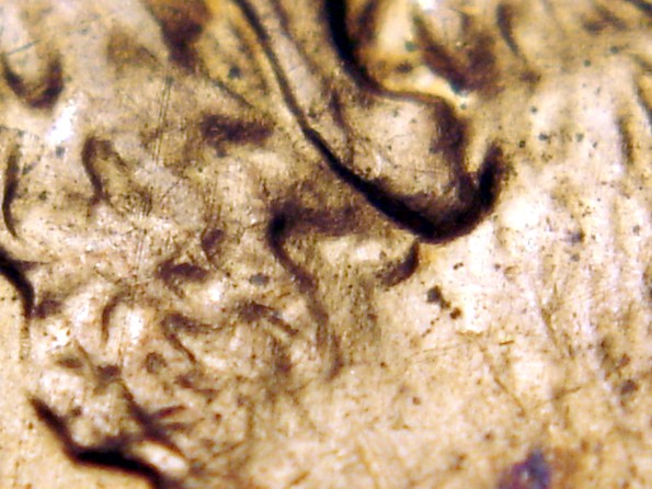 2006-P-LMC-1-DO-018-